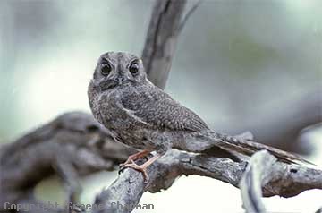 Australian Owlet-nightjar - Australian Birds photographs by Graeme