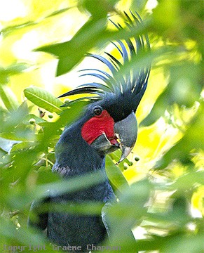Palm Cockatoo - Australian Birds - photographs by Graeme Chapman