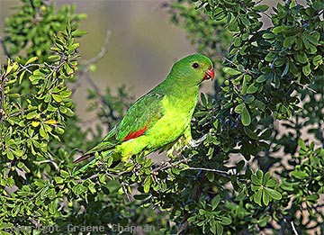Red-winged Parrot - Australian Birds - photographs by Graeme Chapman