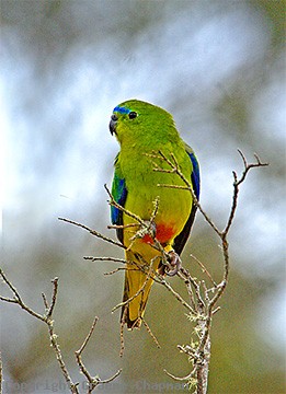 Orange-bellied Parrot - Australian Birds - photographs by Graeme Chapman