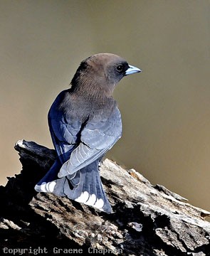Little Woodswallow - Australian Birds - photographs by Graeme Chapman